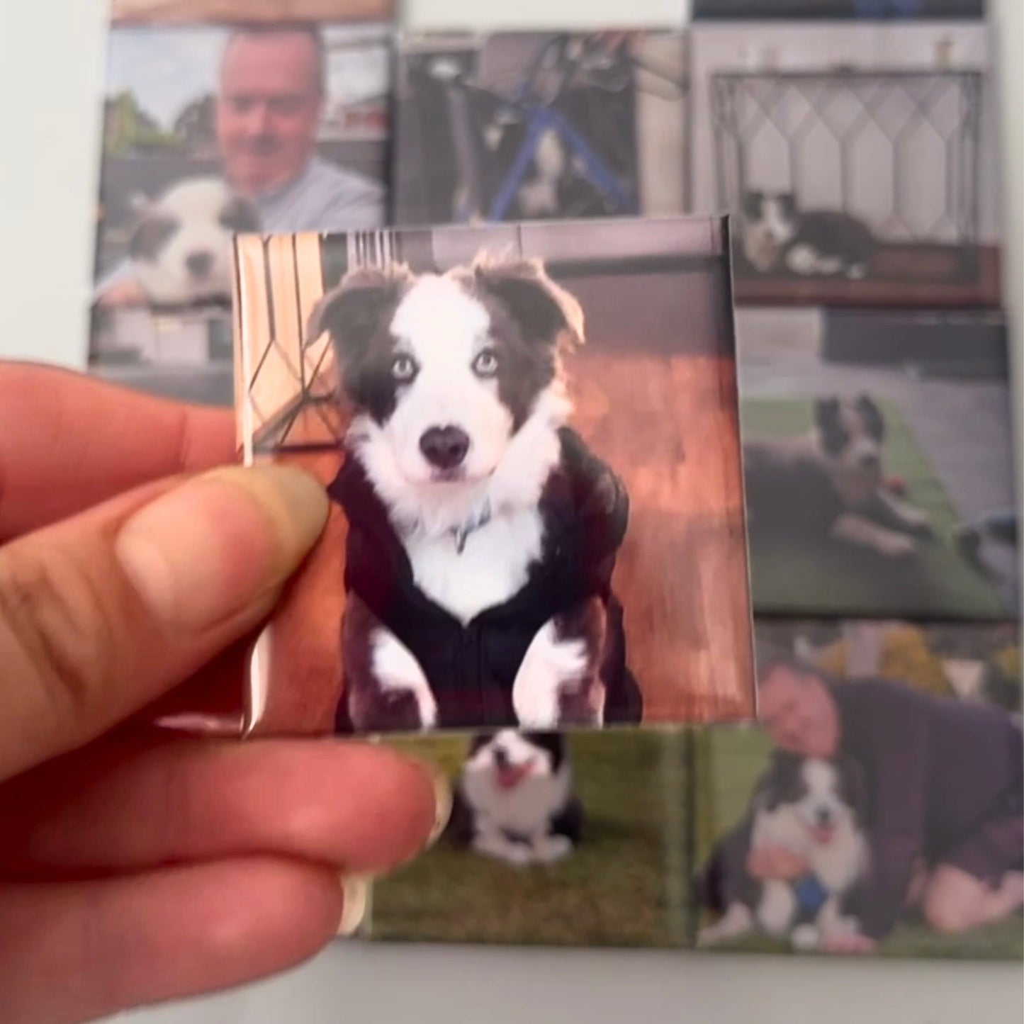 Pet Photo Magnets